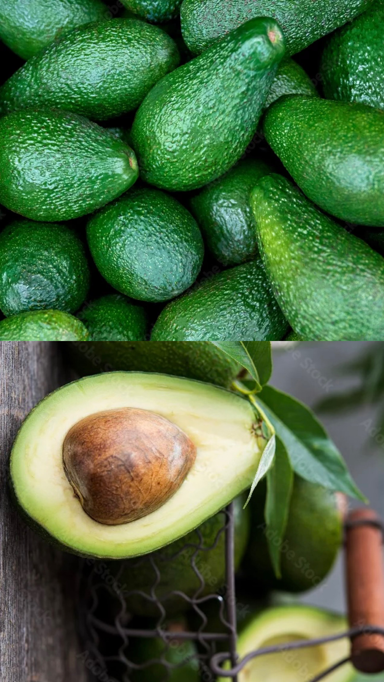 Avocado Image